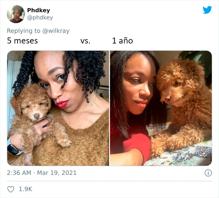 La gente comparte adorables fotos de lo rápido que crecen sus perros (35 fotos)