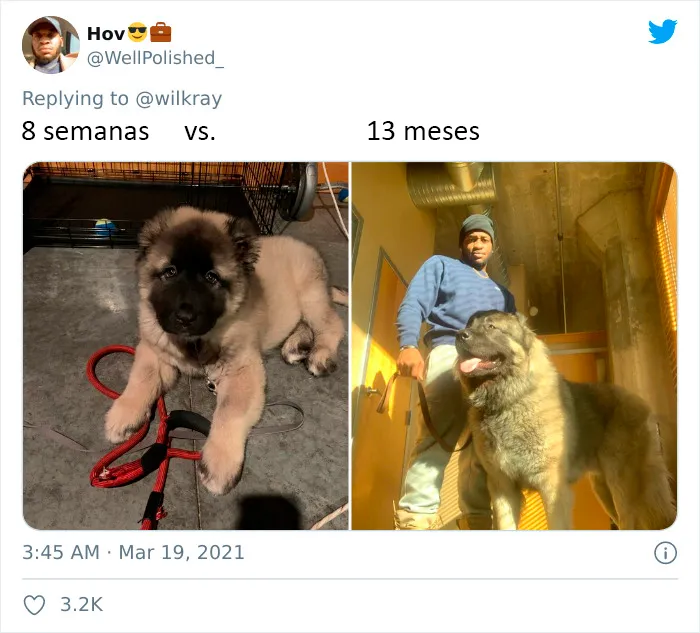 La gente comparte adorables fotos de lo rápido que crecen sus perros (35 fotos)