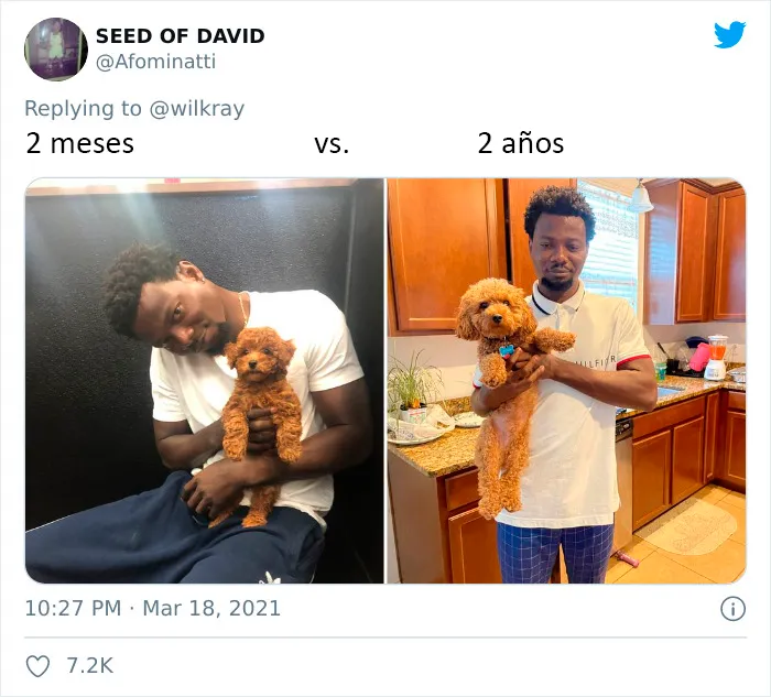 La gente comparte adorables fotos de lo rápido que crecen sus perros (35 fotos)