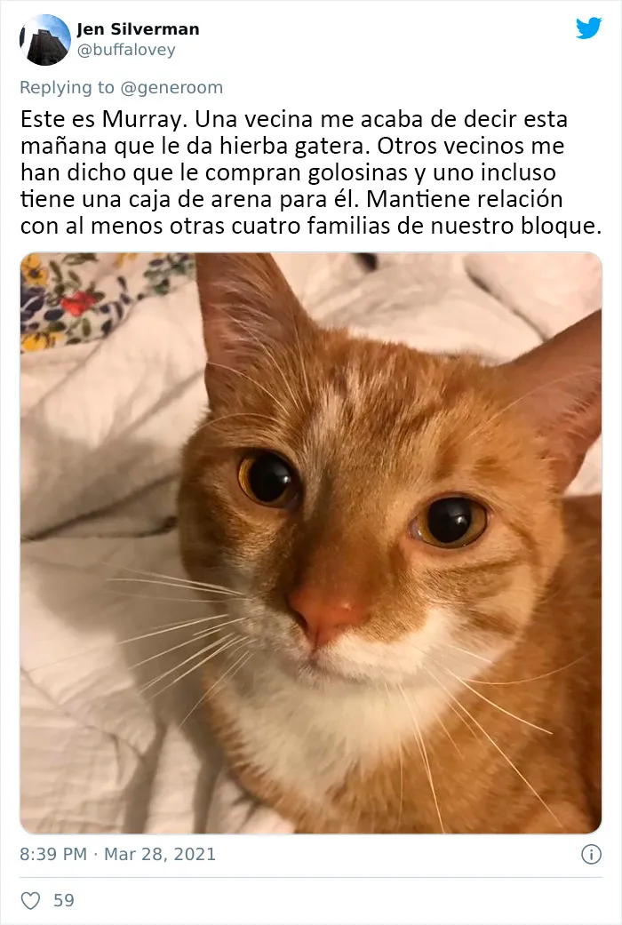25 Gatos que hacen lo que quieren en estos tuits de "Este es mi gato, pero esta no es mi casa" y "Esta es mi casa, pero este no es mi gato"