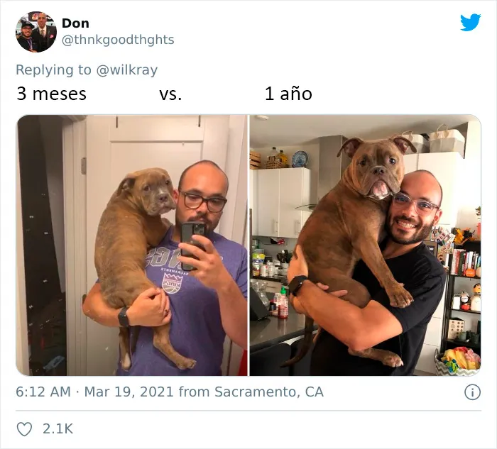 La gente comparte adorables fotos de lo rápido que crecen sus perros (35 fotos)