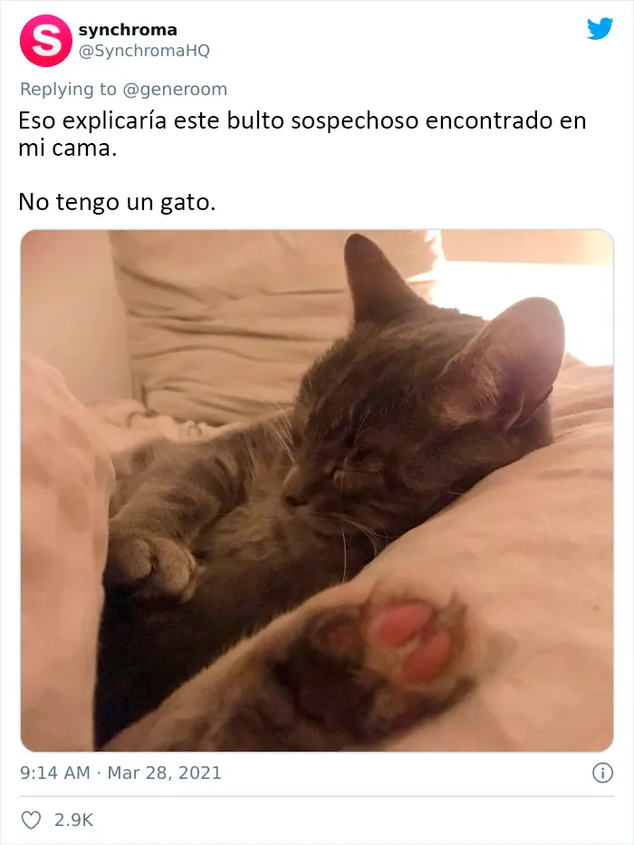 25 Gatos que hacen lo que quieren en estos tuits de "Este es mi gato, pero esta no es mi casa" y "Esta es mi casa, pero este no es mi gato"