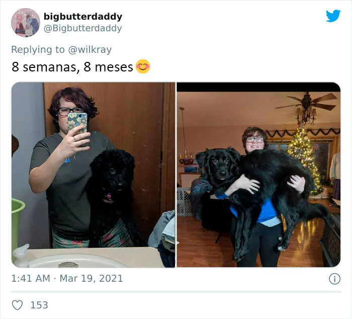 La gente comparte adorables fotos de lo rápido que crecen sus perros (35 fotos)