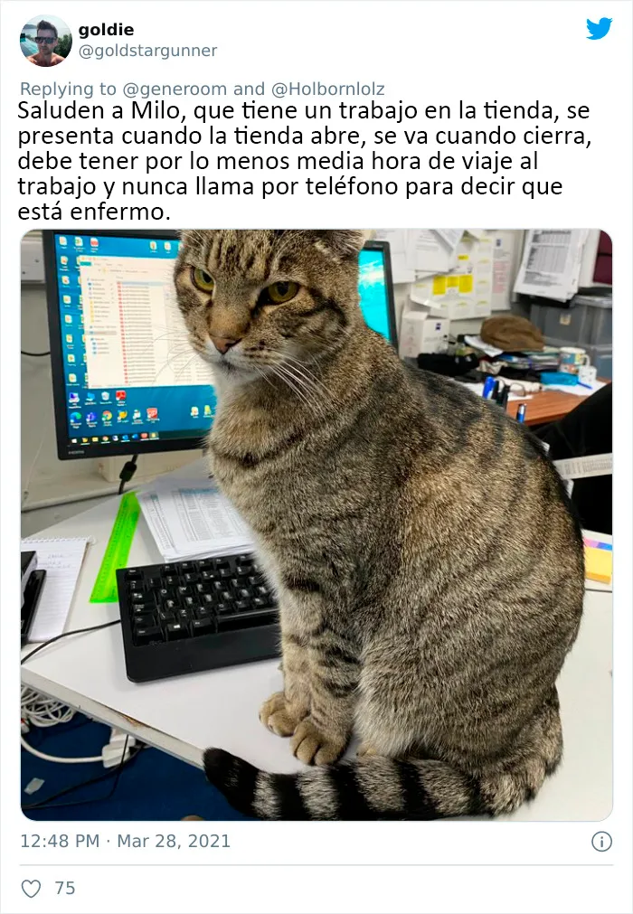 25 Gatos que hacen lo que quieren en estos tuits de "Este es mi gato, pero esta no es mi casa" y "Esta es mi casa, pero este no es mi gato"
