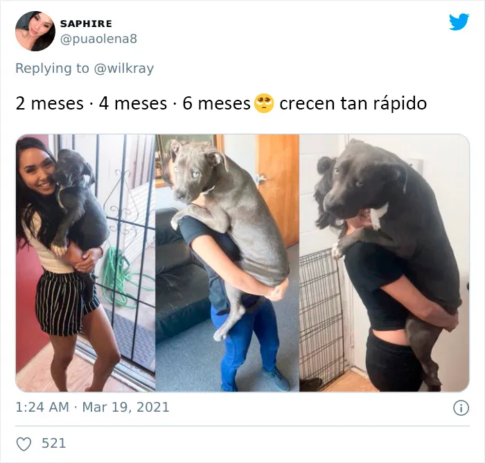 La gente comparte adorables fotos de lo rápido que crecen sus perros (35 fotos)