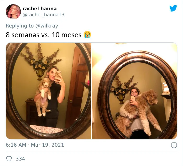 La gente comparte adorables fotos de lo rápido que crecen sus perros (35 fotos)