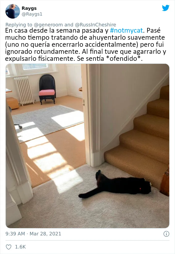 25 Gatos que hacen lo que quieren en estos tuits de "Este es mi gato, pero esta no es mi casa" y "Esta es mi casa, pero este no es mi gato"