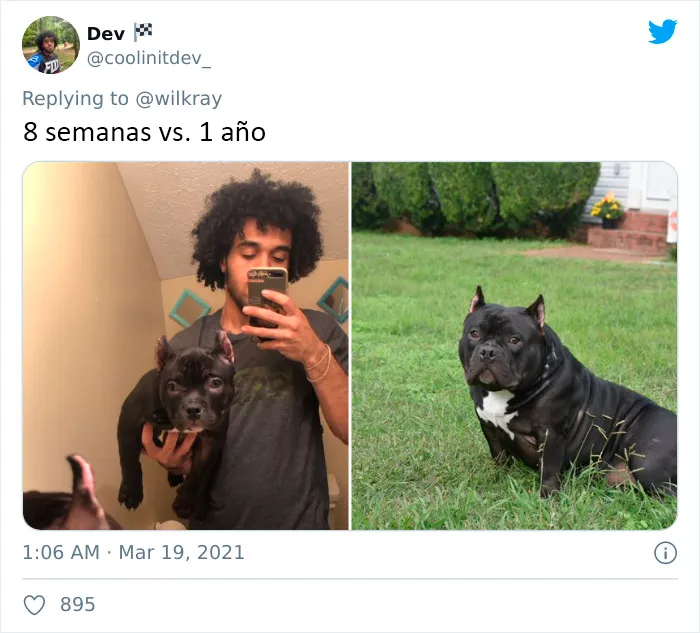 La gente comparte adorables fotos de lo rápido que crecen sus perros (35 fotos)