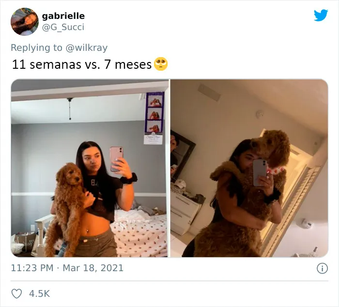 La gente comparte adorables fotos de lo rápido que crecen sus perros (35 fotos)