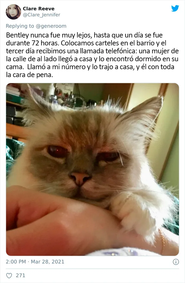 25 Gatos que hacen lo que quieren en estos tuits de "Este es mi gato, pero esta no es mi casa" y "Esta es mi casa, pero este no es mi gato"
