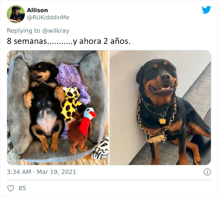 La gente comparte adorables fotos de lo rápido que crecen sus perros (35 fotos)