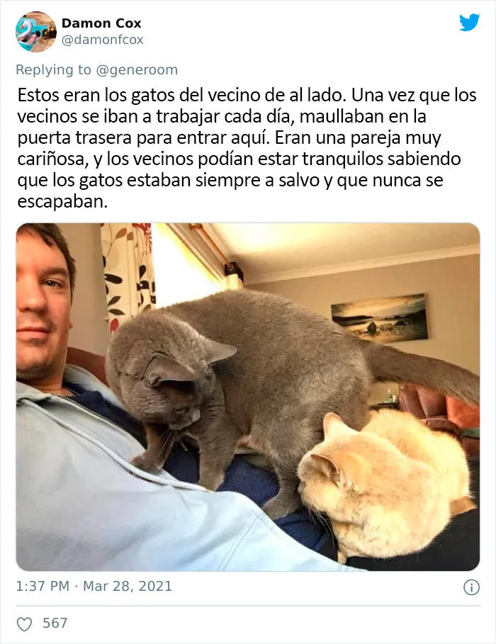 25 Gatos que hacen lo que quieren en estos tuits de "Este es mi gato, pero esta no es mi casa" y "Esta es mi casa, pero este no es mi gato"