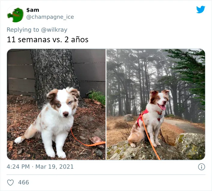 La gente comparte adorables fotos de lo rápido que crecen sus perros (35 fotos)