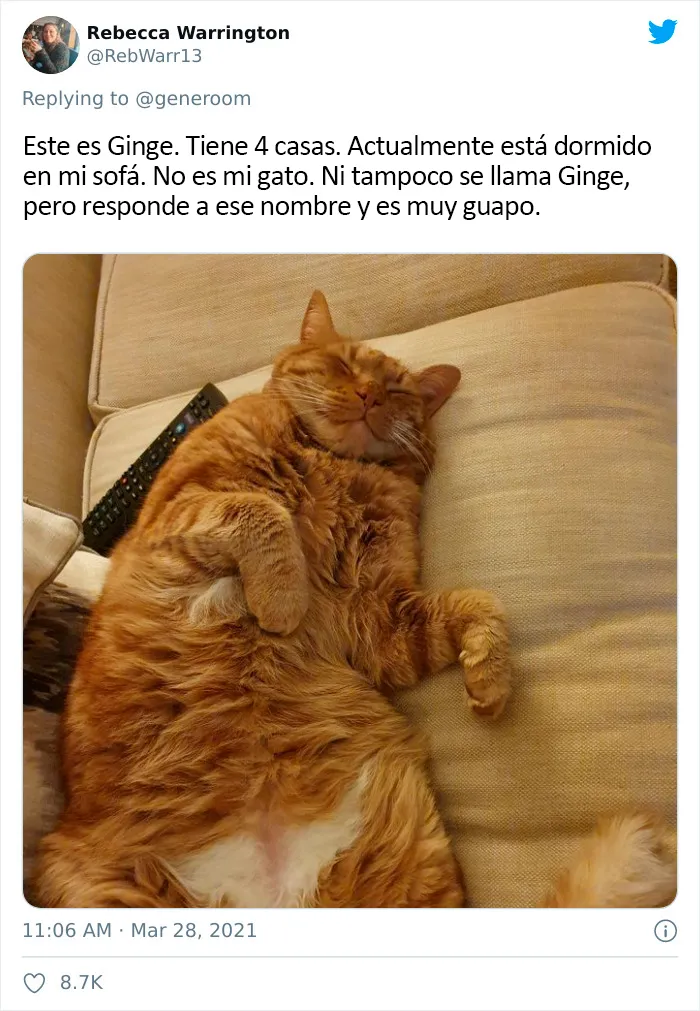 25 Gatos que hacen lo que quieren en estos tuits de "Este es mi gato, pero esta no es mi casa" y "Esta es mi casa, pero este no es mi gato"
