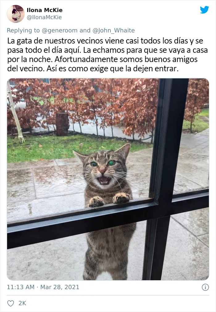 25 Gatos que hacen lo que quieren en estos tuits de "Este es mi gato, pero esta no es mi casa" y "Esta es mi casa, pero este no es mi gato"