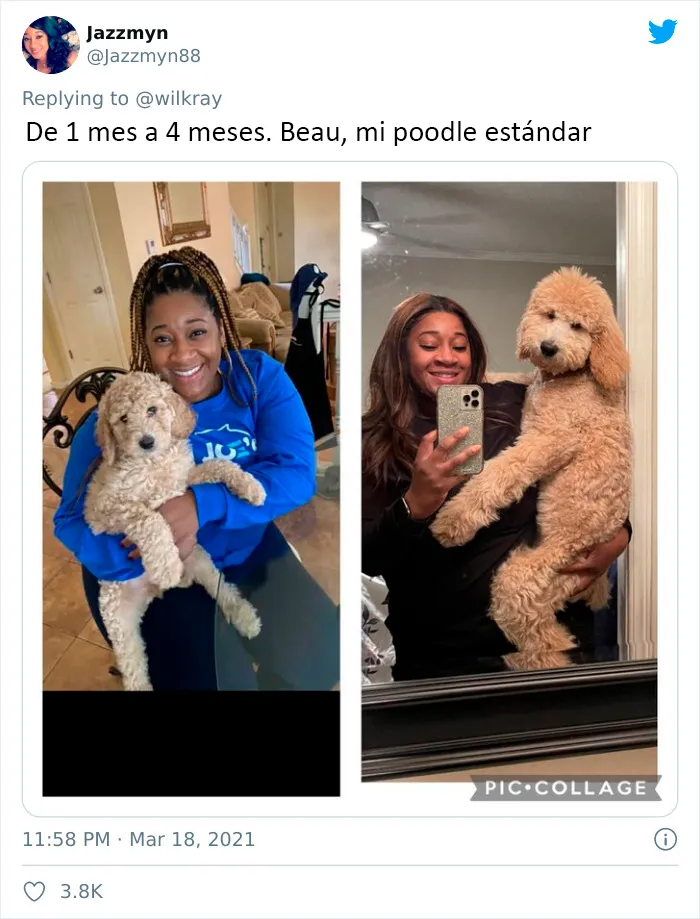 La gente comparte adorables fotos de lo rápido que crecen sus perros (35 fotos)