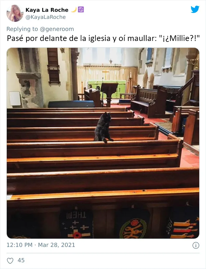 25 Gatos que hacen lo que quieren en estos tuits de "Este es mi gato, pero esta no es mi casa" y "Esta es mi casa, pero este no es mi gato"