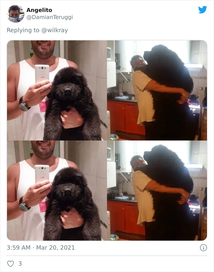 La gente comparte adorables fotos de lo rápido que crecen sus perros (35 fotos)