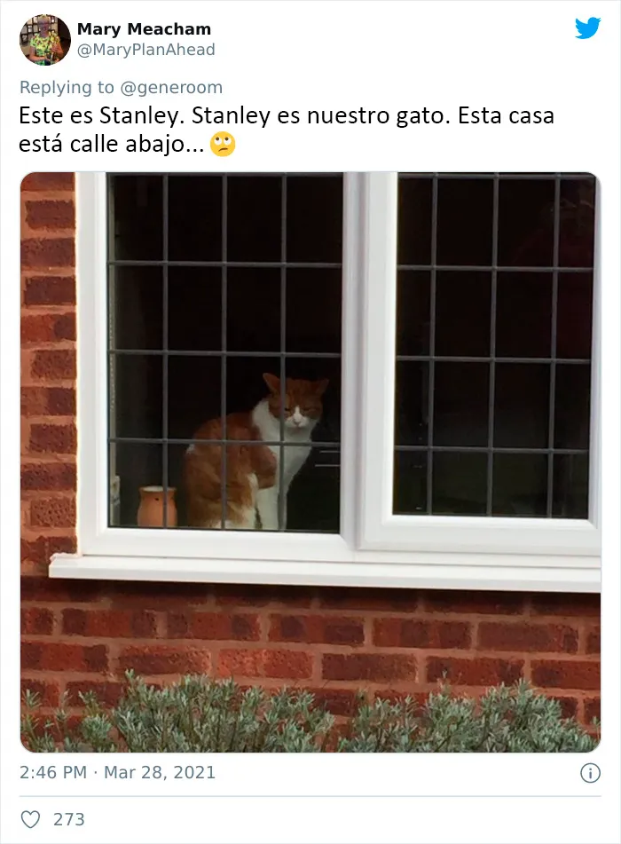 25 Gatos que hacen lo que quieren en estos tuits de "Este es mi gato, pero esta no es mi casa" y "Esta es mi casa, pero este no es mi gato"