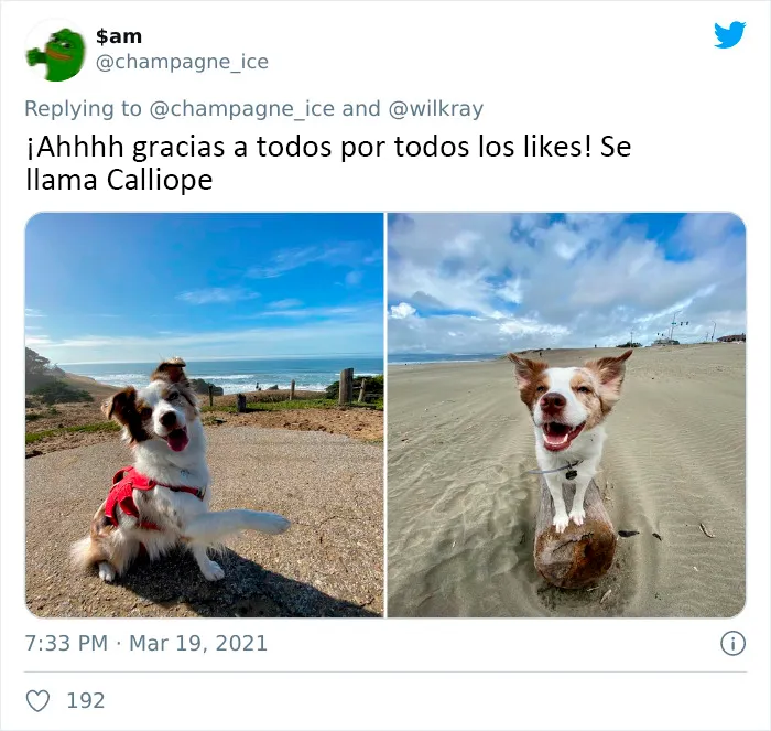 La gente comparte adorables fotos de lo rápido que crecen sus perros (35 fotos)