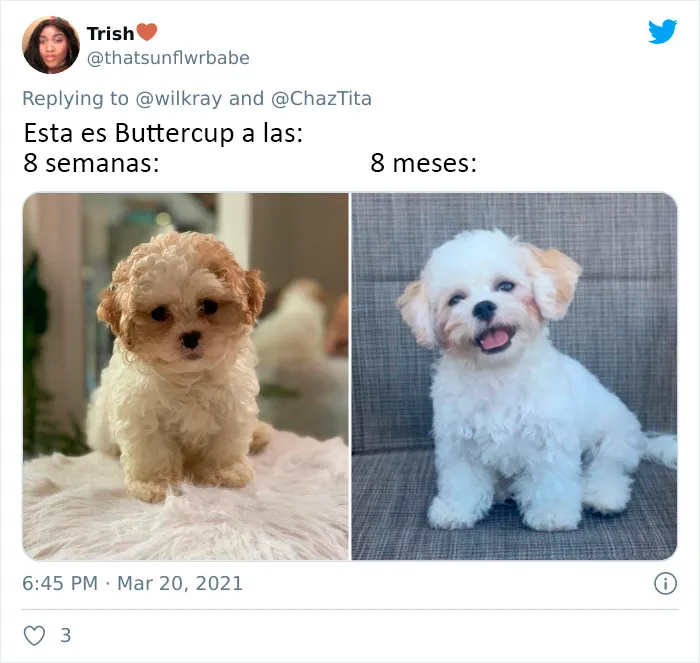 La gente comparte adorables fotos de lo rápido que crecen sus perros (35 fotos)