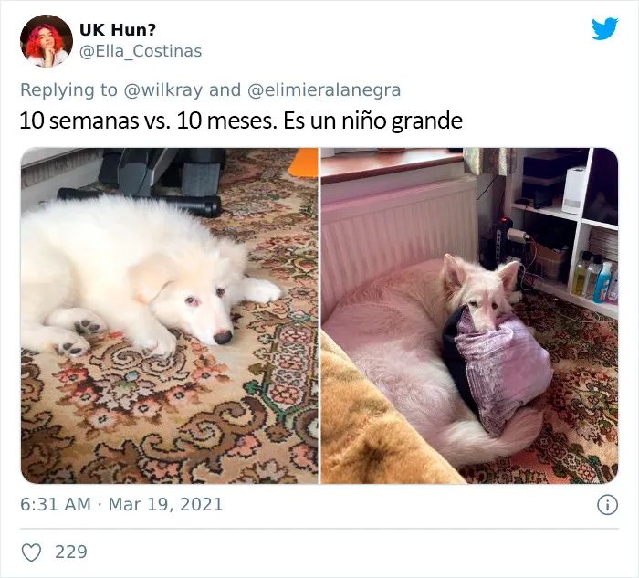 La gente comparte adorables fotos de lo rápido que crecen sus perros (35 fotos)