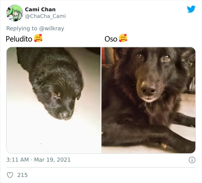 La gente comparte adorables fotos de lo rápido que crecen sus perros (35 fotos)