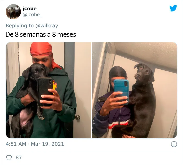 La gente comparte adorables fotos de lo rápido que crecen sus perros (35 fotos)