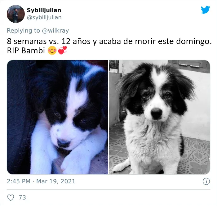 La gente comparte adorables fotos de lo rápido que crecen sus perros (35 fotos)