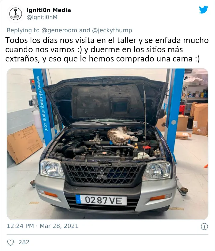25 Gatos que hacen lo que quieren en estos tuits de "Este es mi gato, pero esta no es mi casa" y "Esta es mi casa, pero este no es mi gato"