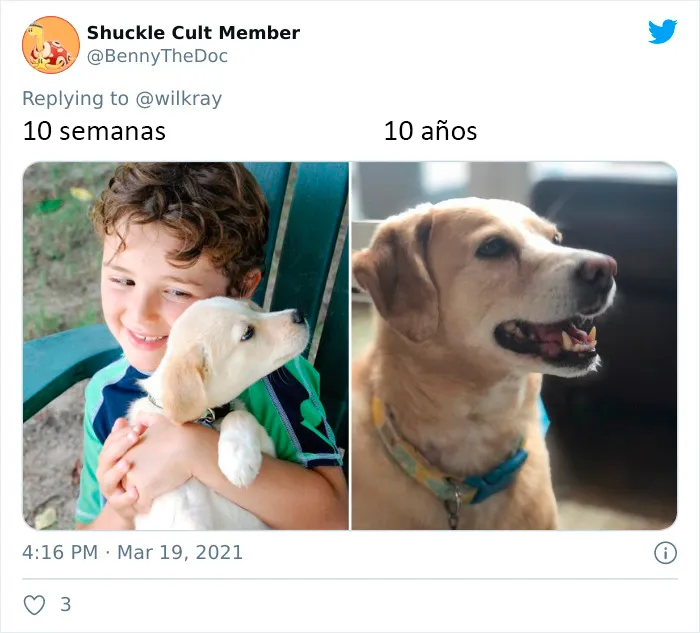 La gente comparte adorables fotos de lo rápido que crecen sus perros (35 fotos)
