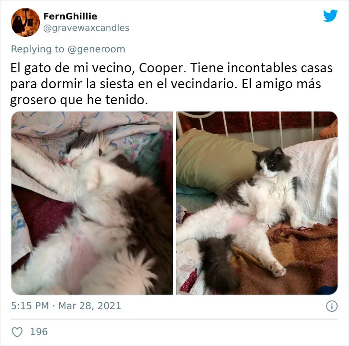 25 Gatos que hacen lo que quieren en estos tuits de "Este es mi gato, pero esta no es mi casa" y "Esta es mi casa, pero este no es mi gato"