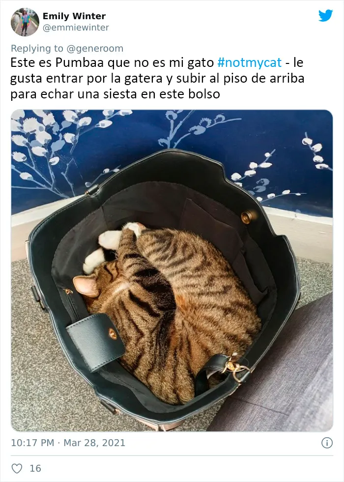 25 Gatos que hacen lo que quieren en estos tuits de "Este es mi gato, pero esta no es mi casa" y "Esta es mi casa, pero este no es mi gato"