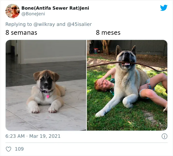 La gente comparte adorables fotos de lo rápido que crecen sus perros (35 fotos)