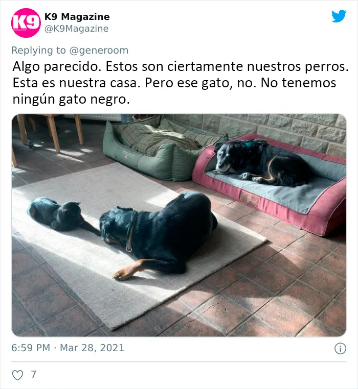 25 Gatos que hacen lo que quieren en estos tuits de "Este es mi gato, pero esta no es mi casa" y "Esta es mi casa, pero este no es mi gato"