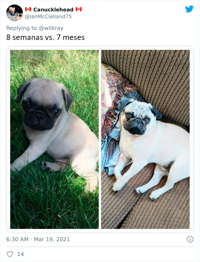 La gente comparte adorables fotos de lo rápido que crecen sus perros (35 fotos)