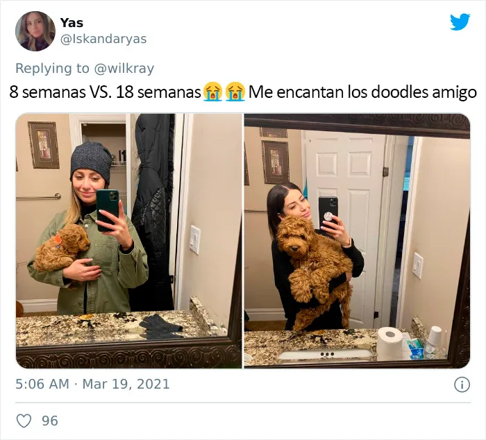 La gente comparte adorables fotos de lo rápido que crecen sus perros (35 fotos)
