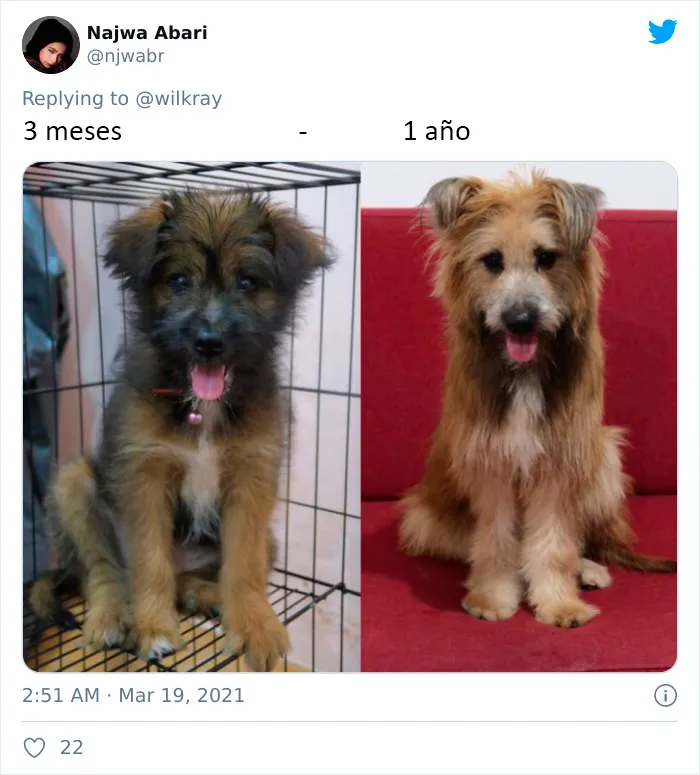 La gente comparte adorables fotos de lo rápido que crecen sus perros (35 fotos)