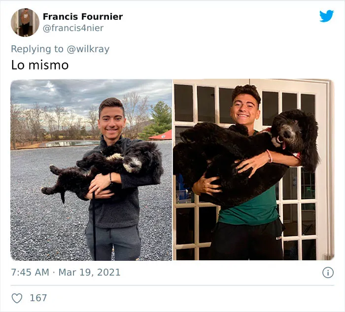 La gente comparte adorables fotos de lo rápido que crecen sus perros (35 fotos)