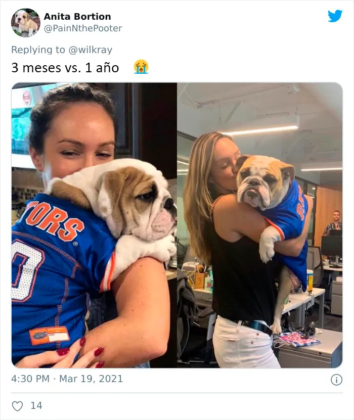 La gente comparte adorables fotos de lo rápido que crecen sus perros (35 fotos)