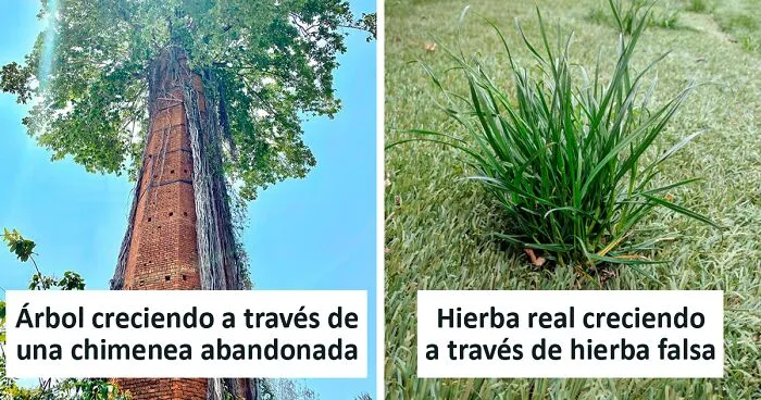 50 Veces que la Naturaleza le ganó terreno la civilización (Nuevas imágenes)