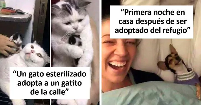 Las 50 fotos de adopciones de mascotas más reconfortantes del mes de Febrero