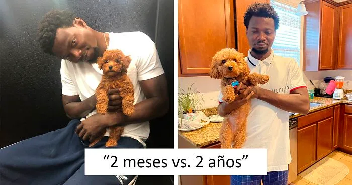 La gente comparte adorables fotos de lo rápido que crecen sus perros (35 fotos)