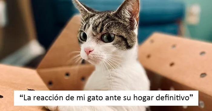 40 Reconfortantes fotos de mascotas rescatadas este mes de septiembre para sanar tu alma