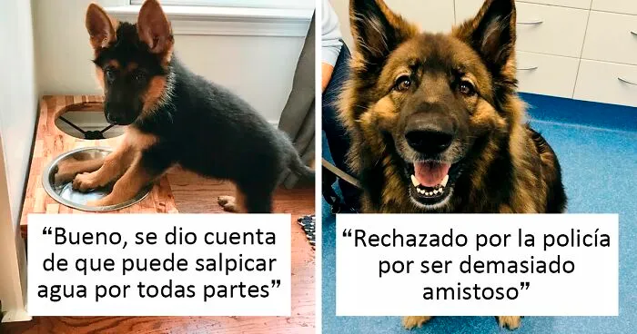 40 Fotos adorables de perros que ojalá te alegren el día