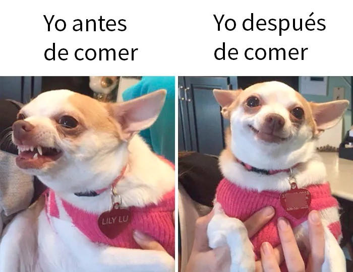 18 Geniales memes relacionados con la comida
