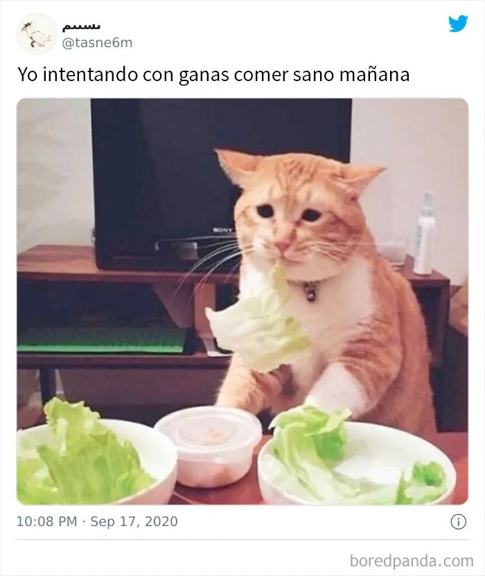 18 Geniales memes relacionados con la comida