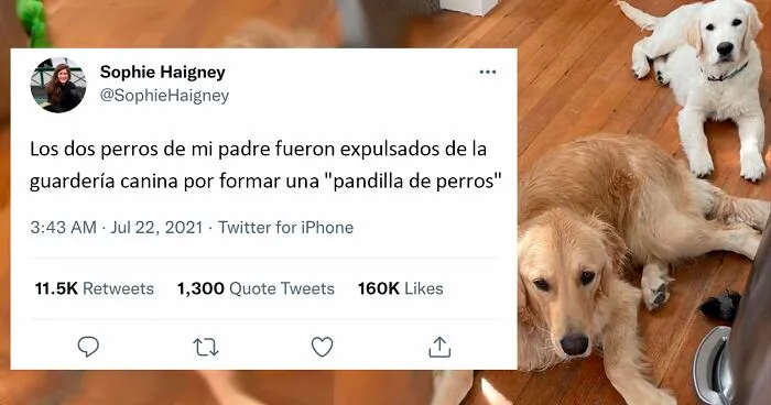 20 Perros que fueron expulsados de la guardería por divertidas razones, según cuentan sus dueños