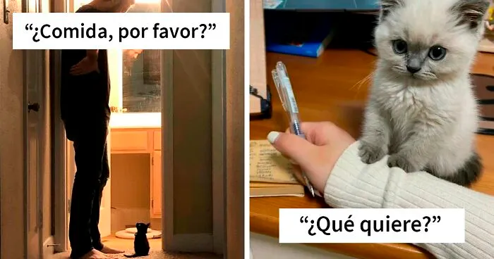 Este grupo online celebra a los gatitos que son “ilegalmente pequeños” y aquí hay 40 de las fotos más adorables (Nuevas imágenes)