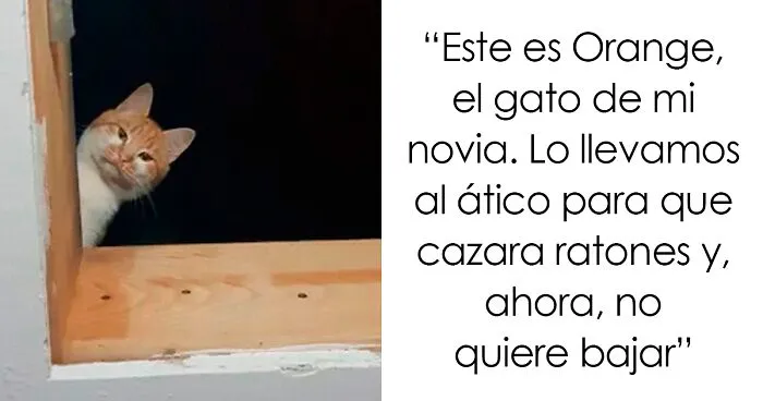 40 Fotos muy divertidas de gatos mirando a la gente desde el techo